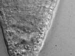　シロイヌナズナの根の重力感受細胞内で粒状のアミロプラストが重力方向（下向き）に沈降する様子を捉えた動画の一場面（基礎生物学研究所植物環境応答研究部門提供）