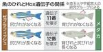 　魚のひれとＨｏｘ遺伝子の関係