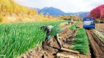 ダイコンで知られる広留野高原。夏ダイコン終了後、ネギの収穫に忙しい生産農家