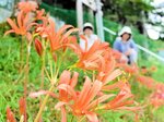 鮮やかなオレンジ色の花を咲かせるキツネノカミソリ＝２５日、香美町村岡区鹿田の二柱神社