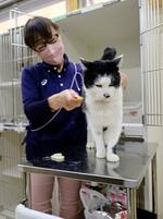 　「いしかわ動物愛護センター」で保護された猫の世話をする飼育員＝１４日午前、石川県津幡町