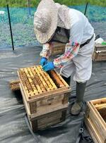 　養蜂場で巣箱の手入れをする「皆登会」の職員＝２０２３年５月、さいたま市（同会提供）