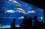 　アクアワールド茨城県大洗水族館でサメを展示している水槽＝４月、茨城県大洗町