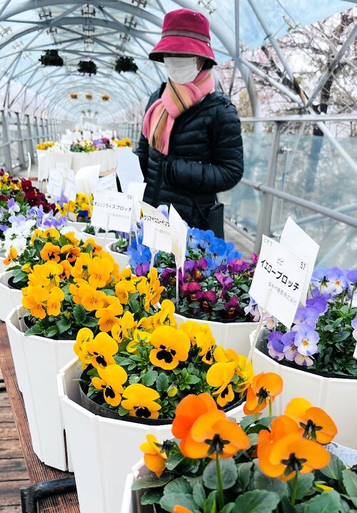 色とりどりのパンジーやビオラが並ぶ会場＝２４日、鳥取県南部町のとっとり花回廊