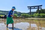 　大鳥居前の水田で田植えをする子ども＝５月５日、和歌山県田辺市