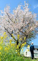 川沿いの菜の花と花びらを散らす桜＝１３日、鳥取市千代水２丁目