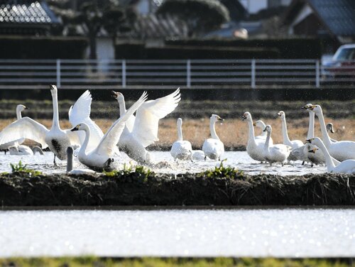 多くのコハクチョウが飛来してにぎわう田んぼ＝２６日、米子市上新印