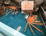 　竹島水族館で展示されているタカアシガニ＝２０２４年７月、愛知県蒲郡市