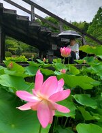 梅雨空の下で清らかに咲き誇る大賀ハス＝２２日、鳥取県米子市淀江町福岡の伯耆古代の丘公園