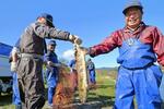 　福島県楢葉町の木戸川で行われた合わせ網漁でかかったサケ＝１１日午前