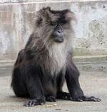 　熊本市動植物園で飼育されていたシシオザルの雌カイガ（同園提供）