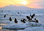 　世界自然遺産の北海道・知床を望む羅臼町沖に越冬のため飛来し、朝日を浴びながら流氷の上で羽を休める国の天然記念物オオワシ。大きな翼を広げて優雅に飛ぶと、観光船の乗客が一斉にカメラを向けた＝５日早朝