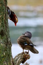 最優秀賞に輝いた「ちょちょちょ近すぎるよ…」