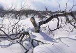 　雪の重みで幹から割れ、半分になった樹齢５０～６０年のリンゴの木＝１月、青森市