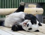 　雌のジャイアントパンダ「タンタン（旦旦）」＝昨年９月、神戸市立王子動物園