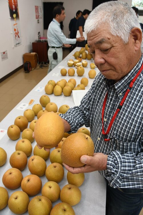 梨の出来栄えを確認する生産者＝１５日、北栄町の県園芸試験場