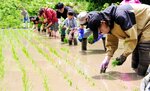 標高７００～８００㍍の場所にある棚田で田植えを体験する参加者