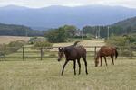 　放牧されている２頭の引退馬＝１０月３日、福島県鮫川村