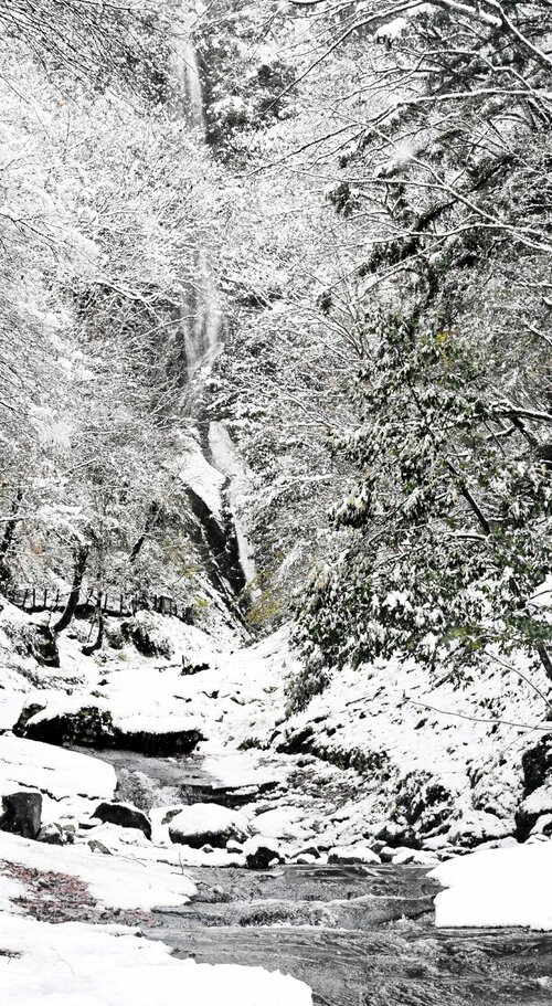 山間部では積雪があり、猿尾滝はすっかり雪化粧＝１４日、香美町村岡区日影