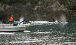 　ハナゴンドウの群れを入り江に追い込む漁船＝２０日午前、和歌山県太地町　