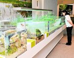 リニューアルでは新たなキューブ型水槽で生物の生態などを分かりやすく紹介する＝２４日、豊岡市瀬戸の城崎マリンワールド