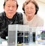 約１２０点のメダカを出品する山田さん夫妻