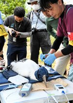 コウノトリのひなの成育状況を確認する兵庫県立コウノトリの郷公園の獣医師（右）ら＝１６日、八頭町内