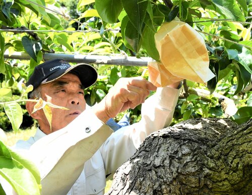 丁寧に大袋かけ作業をする参加者