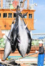 今年初めて境漁港に水揚げされるクロマグロ＝２５日、鳥取県境港市昭和町