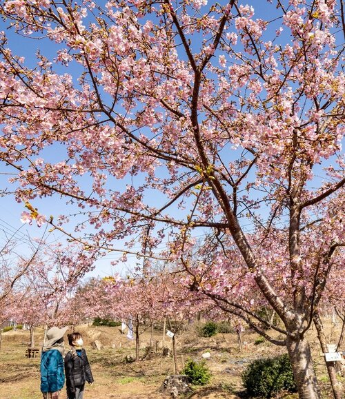 河津桜の濃いピンクの花を楽しむ花見客＝２８日、鳥取県伯耆町丸山の「河津桜の丘」