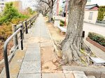 コンクリートブロックがそばに迫り、根が伸びる空間がない袋川沿いの桜並木＝鳥取市元町