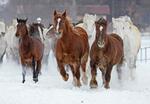 　雪を蹴散らして走る出産を控えた牝馬たち＝１７日午前、北海道音更町