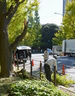 　枝が折れたイチョウ＝７日午後、東京・明治神宮外苑