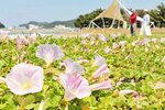 淡いピンク色の花を咲かせたハマヒルガオ＝１６日、香美町香住区七日市の香住浜海水浴場