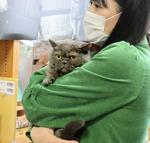 　「猫ノ図書館」の館長に再任された猫の「むぎ」＝２２日、岩手県奥州市の胆沢図書館