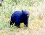 牛舎の近くに現れたツキノワグマ＝昨年１１月、香美町村岡区（田中畜産提供）