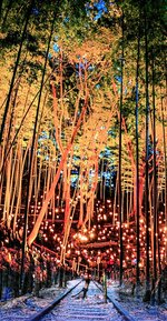 ライトアップされる竹林と旧倉吉線跡の幻想的な空間（写真はイメージ、倉吉青年会議所提供）