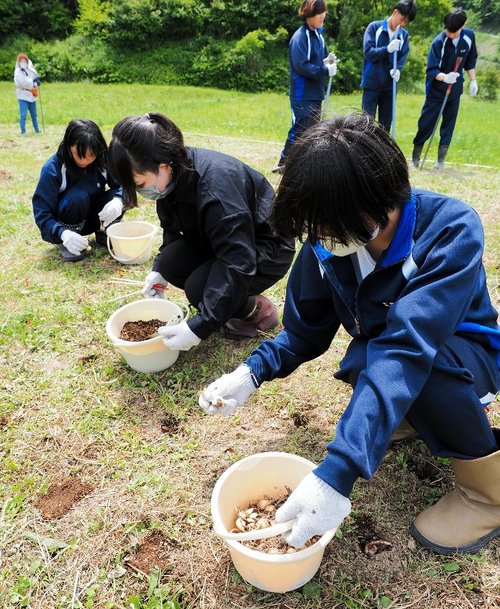 手分けしてヒガンバナの球根を植栽する生徒ら