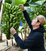 　道の駅の敷地内にあるビニールハウスで、栽培されたバナナの出来具合を確認する小淵充さん＝前橋市