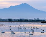 大山を背景にコハクチョウなど水鳥が集う早朝のつばさ池（昨年１１月１６日、撮影・上本康成）