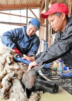 真剣な表情でヒツジの毛を刈る生徒ら＝６日、倉吉市国府の倉吉農業高嵐が丘牧場