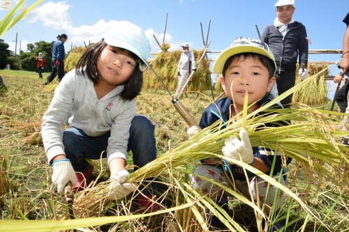 鎌を使って稲を刈り取る子どもたち＝２４日、鳥取県伯耆町丸山のふれあい交流田