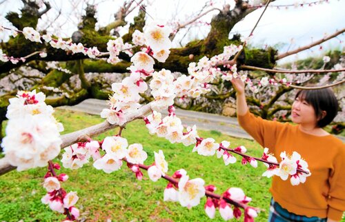 甘い香りを漂わせて花を咲かせる野花梅＝６日、湯梨浜町野花