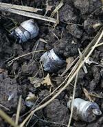 　ウクライナ東部イジュム郊外カミヤンカ村で見つかった、クラスター弾の子爆弾とみられる残骸＝７月（共同）