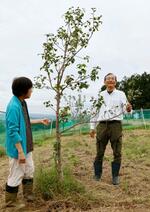 　農園で育つイワテヤマナシの若木と片山寛則さん（右）＝１０月７日、盛岡市