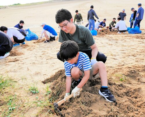 鳥取砂丘で除草作業に励む鳥取信金の職員ら