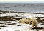 　米アラスカ州の北極圏にある保護区のシロクマの親子＝２００５年（ロイター＝共同）