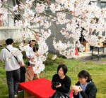 ５年ぶりに開催されたイベントで抹茶を飲みながら花見を楽しむ来場者