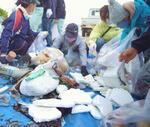 　海岸清掃活動で集められた発泡スチロールのごみ＝２０２０年１２月、沖縄県石垣市