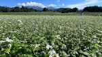 大山南壁を望む畑で白い花を咲かせるソバ＝１３日、鳥取県江府町貝田